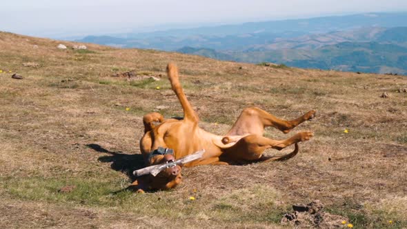 Hungarian Vizsla Dog Playing with Wooden Stick at Mountain Peak in Sunny Day