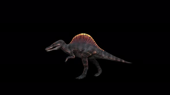 4K Dinosaur Spinosaurus Walk