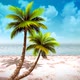 Palm On The Cloudy Beach 4 - VideoHive Item for Sale