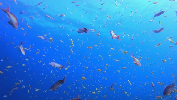 Underwater Blue Sea Water Orange Fish