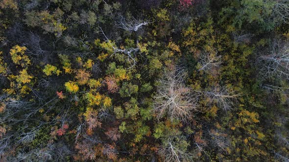 Aerial top-down view of flight over beautifully coloured autumn forest in north american prairie dur