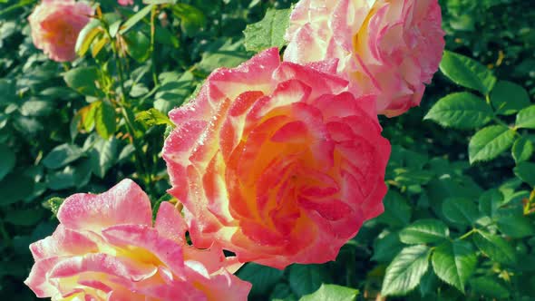 Three Big Blooming Roses in The Garden 