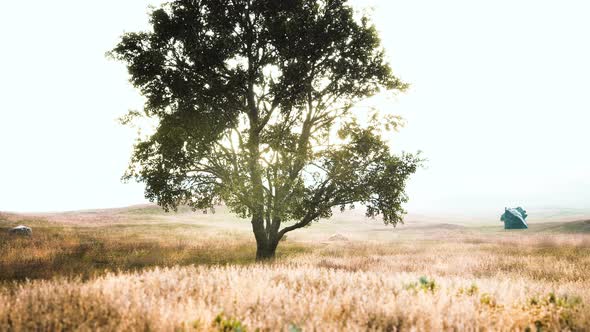 Old Linden Tree on Autumn Hill Meadowy