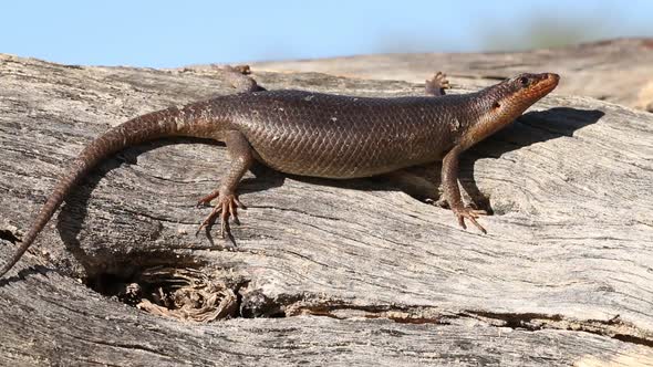 Kalahari Tree Skink - South Africa