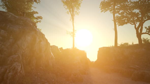 Trees on Rocks in Mountains