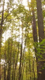 Vertical Video Autumn Forest By Day