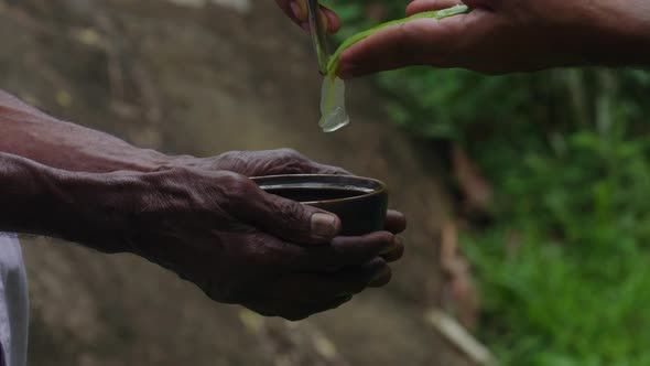 South Asian Extracting Raw Aloe Vera Gel From Cactus