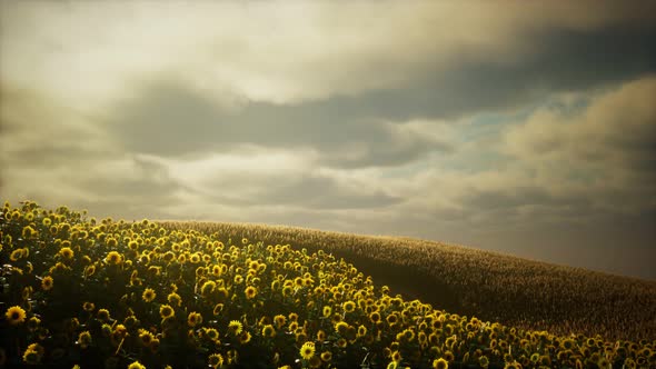 Beautiful Sunflowers and Clouds in a Texas Sunset alt