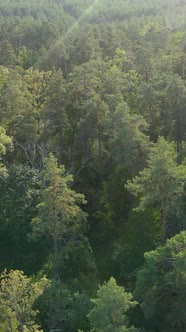 Aerial View of Trees in the Forest