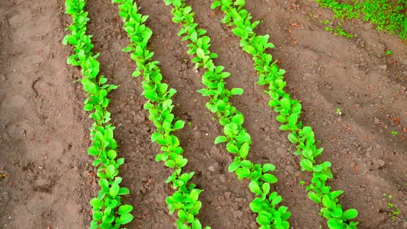 Camera Flight Over a Bed with a Growing Radish Top View