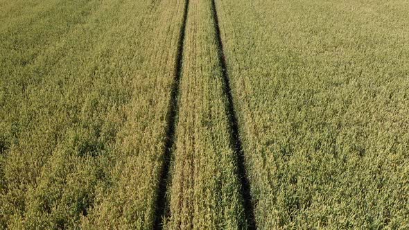 Tractor Traces In The Field