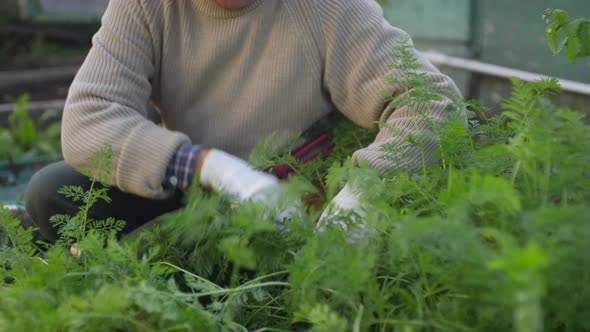 Mature Male Allotment Holder Tending to Green Carrot Plants