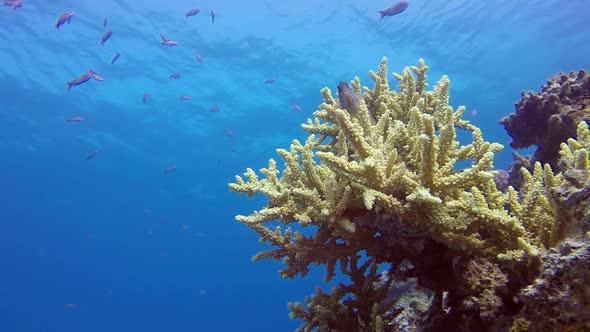 Blue Sea and Freckled Hawkfish