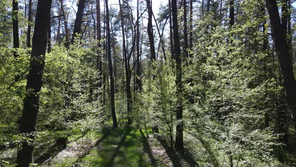 Green Forest During the Day Aerial View