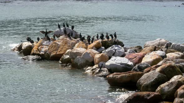 A flock of Cape cororants (Phalacrocorax capensis) perched on a rock outcrop in a natural harbour in