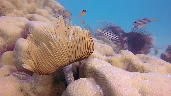 Beautiful Tube Worm