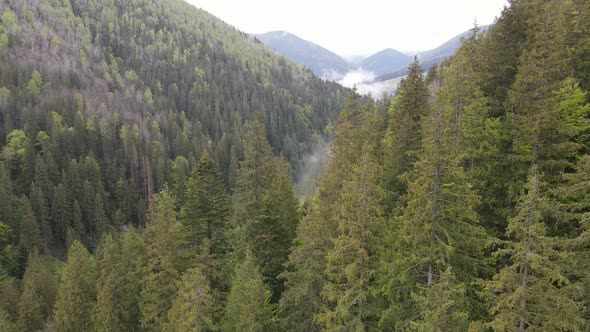 Ukraine, Carpathians: Forest Landscape. Aerial View. Flat, Gray