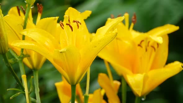 Yellow Lily Flower After Rain