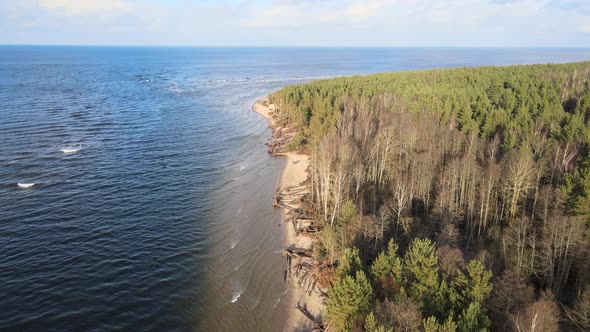 Sea shore forest