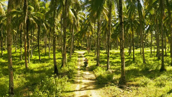 Aerial View of Young Couple of Tourists Riding a Motorbike on Among Coconut Palms in Siargao