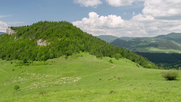 Sheep Feeding Green Pasture in Mountains Meadow in Sunny Nature