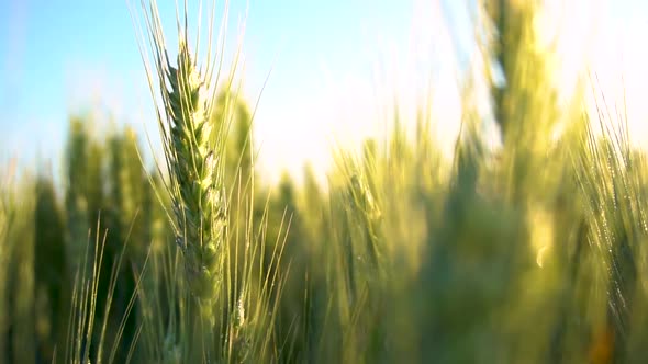 Green wheat field. Wheat field. Ears of raw wheat close up. Harvest season