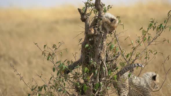 Cheetah cub climbing in bushes