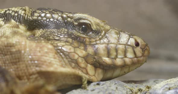 Collared Lizard Close up 