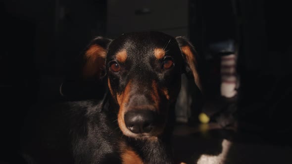 Dachshund Dog Lies on the Floor of the Room in the Rays of the Sun and Sleepily Narrows His Eyes