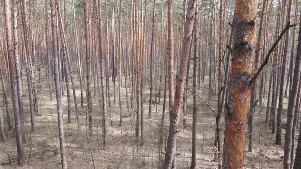 Trees in a Pine Forest During the Day Aerial View