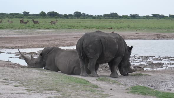 Herd of rhinos around a waterhole at Khama Rhino Sanctuary