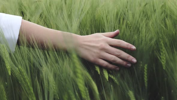 Hand of a farmer touching ripening wheat ears in early summer