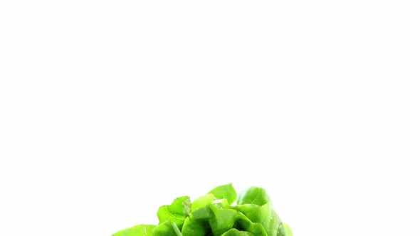 Close-up of lettuce