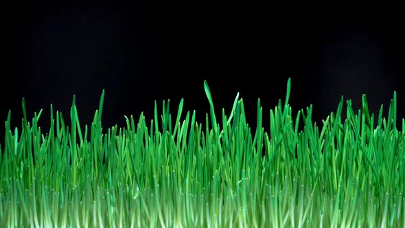 Wheat Sprouts Grow Fast in Time Lapse on a Black Background