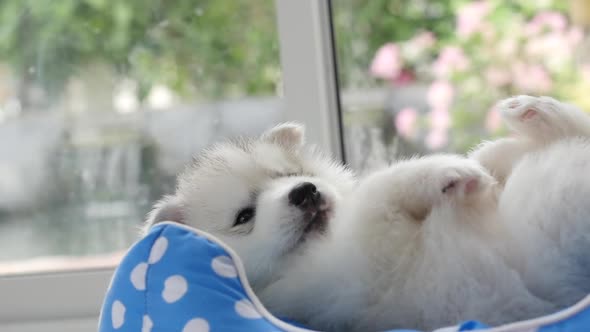 Cute Siberian Husky Puppies Playing In Pet Bed 