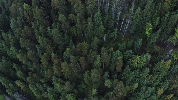 Top View of a Dense Spruce Forest Video Footage From a Drone on a Summer Day