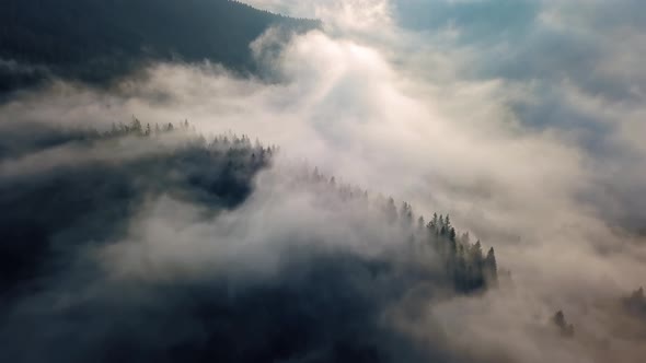 Aerial View Misty Forest Nature 4K
