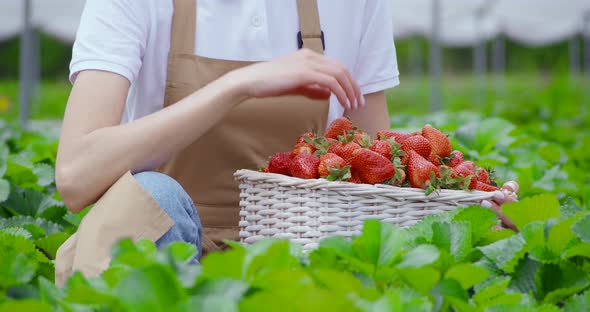 Close Up of Female Gardener Harvesting Ripe Strawberries