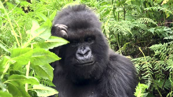 Huge Mountain Gorilla in the Forest