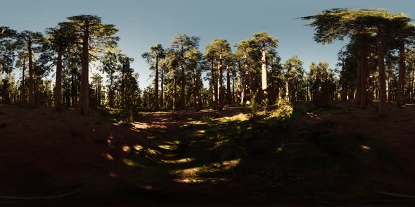 VR360 in Sequoia National Park