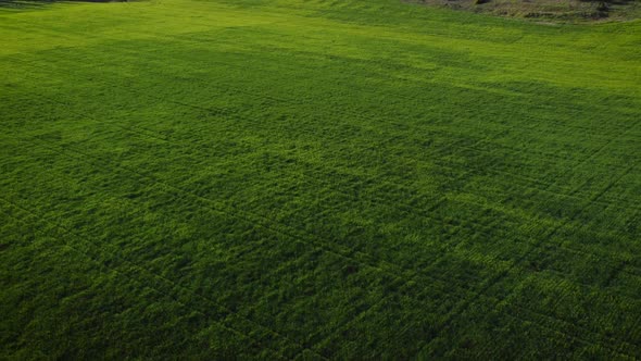 Aerial View of Green Cornfield