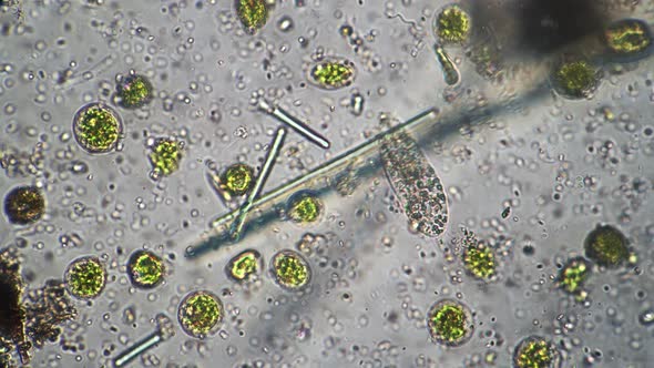 Green Infusorias and Bacillus with Planktons Move in Drop of River Water Magnified Under Microscope