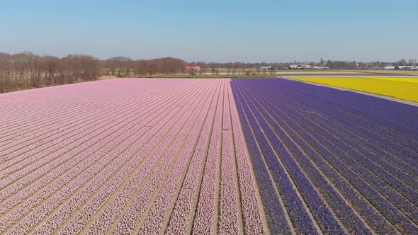 Rows Of Pink And Purple Dutch Hyacinth On The Field In Holland, Netherlands. wide aerial sideways