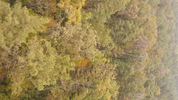 Vertical Video Autumn Forest with Trees in Ukraine Slow Motion