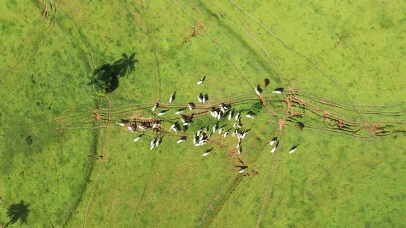 Cattle animals on green pasture. Farming landscape at countryside.