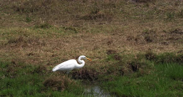 Great White Egret, egretta alba, Adult Standing in Swamp, Nairobi Park in Kenya, Real Time 4K