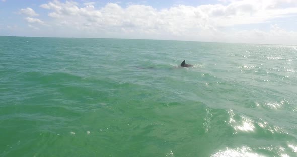 Dolphins Jump Out Of Green Atlantic Ocean Sunny Reflection Off Water