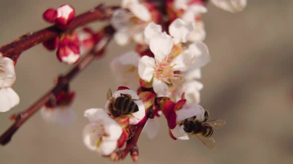 Bee Collects Nectar On Apricot Flower