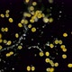  Colony of algae Dinoflagellata - VideoHive Item for Sale