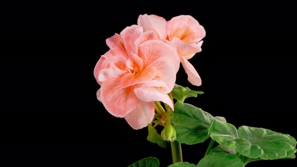 Time Lapse of Opening Pink Geranium Pelargonium Flower